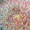 Ferocactus cylindraceus