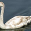 Mute Swan (cygnet)