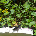 grasshoper