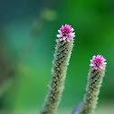 Feather Cockscomb (青箱, 野雞冠)