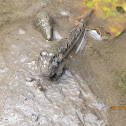 mudskipper