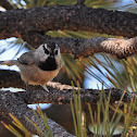 Mountain Chickadee