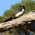 Willie Wagtail