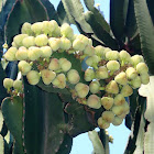 Euphorbia candelabro o euphorbia cactus