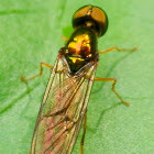 Long-legged Fly