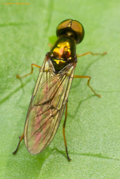 Spotting Image 1