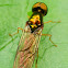 Long-legged Fly