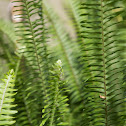 Boston Fern