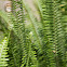 Boston Fern
