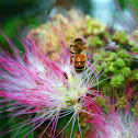 European Honeybee