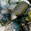 Rockmover Wrasse