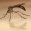 Wasp Robber Fly