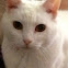 Domestic house cat