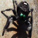 Bold Jumper