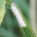 Hickory Tussock Moth Larvae