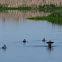Bufflehead Duck