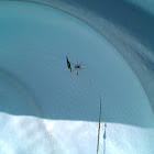 spider