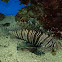 Lionfish
