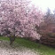 Saucer magnolia