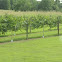 Grape Vines