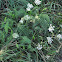 Yarrow