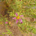 Fagonia