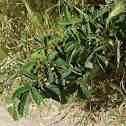 Poison Oak