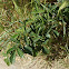 Poison Oak