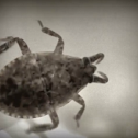 Water Bug (immature)