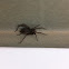 Spider (Wolf Spider)