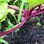 Beets