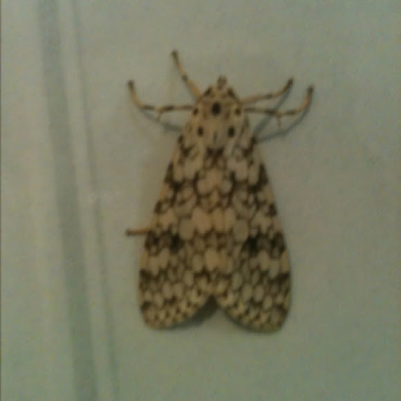 Spotting Image 1