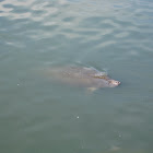 Manatee