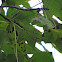 Tulip Poplar