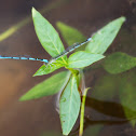 Common Blue Damselfly