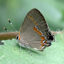 Red-banded hairstreak