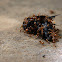 Pharaoh ant