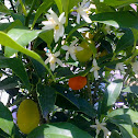 Chinese Orange