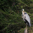 Grey Heron