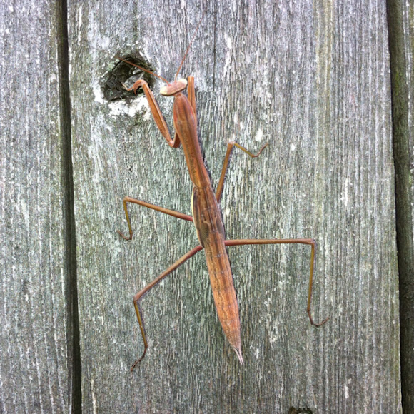 Spotting Image 1