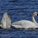 Tundra Swans