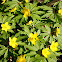 Yellow wood anemone