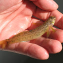 Banded Darter
