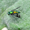Long-legged Fly