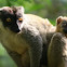 common brown lemur