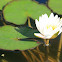nenúfar blanco