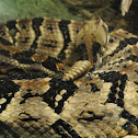 Timber Rattlesnake
