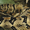 Timber Rattlesnake