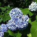 Hortensia