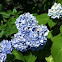 Hortensia